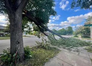 tree removal